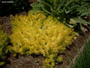 Sedum 'Angelina' 